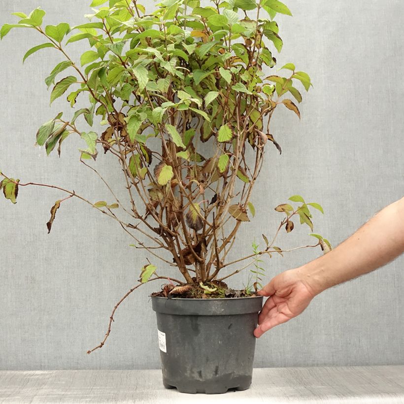 Exemplar von Japanischer Schneeball Tomentosum - Viburnum plicatum Topf mit 7,5L/10L wie im Sommer geliefert