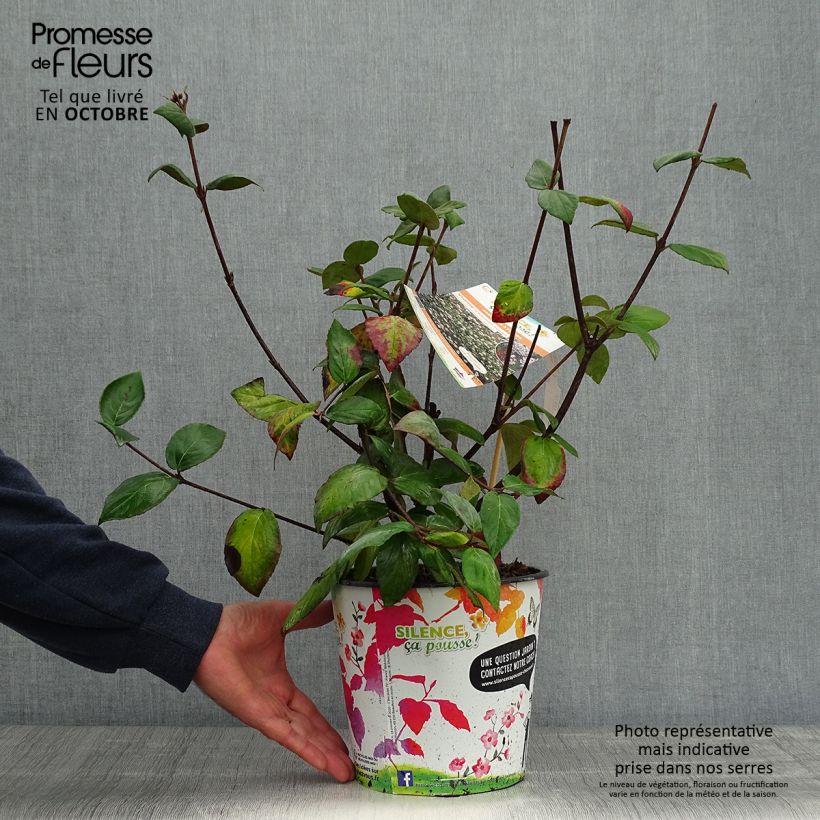 Exemplar von Oster-Schneeball Mohawk - Viburnum burkwoodii Topf mit 4L/5L wie im Herbst geliefert