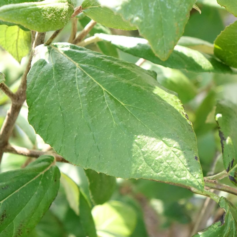 Oster-Schneeball Mohawk - Viburnum burkwoodii (Laub)