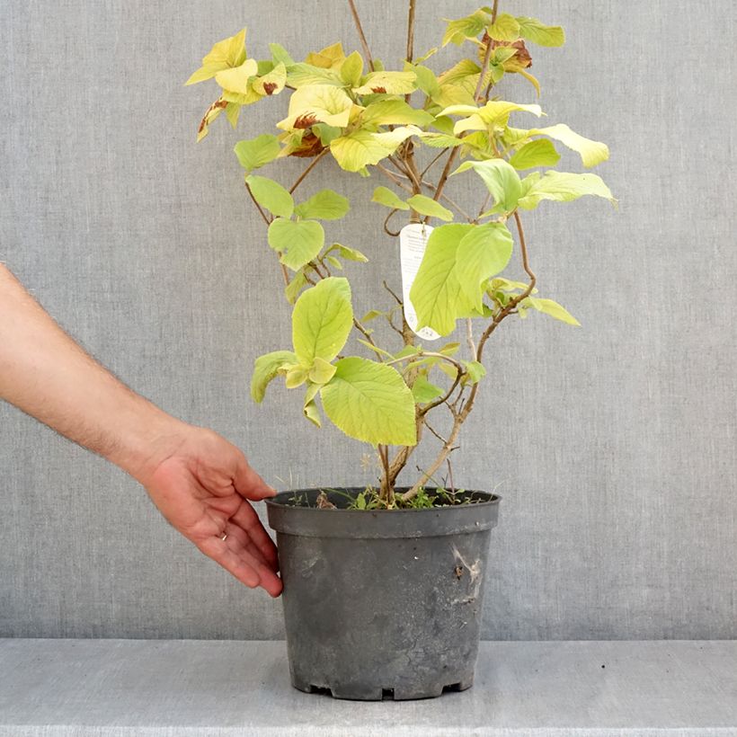 Exemplar von Wolliger Schneeball Aureum - Viburnum lantana Topf mit 4L/5L wie im Sommer geliefert