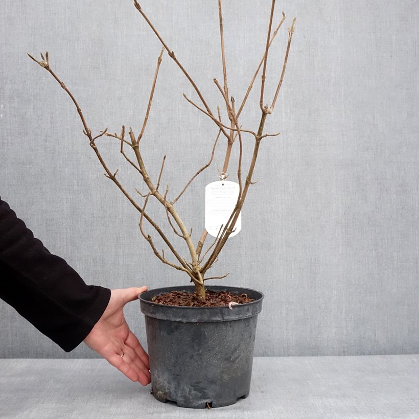 Exemplar von Viorne lantane - Viburnum lantana Aureum Pot de 4L/5L wie im Winter geliefert