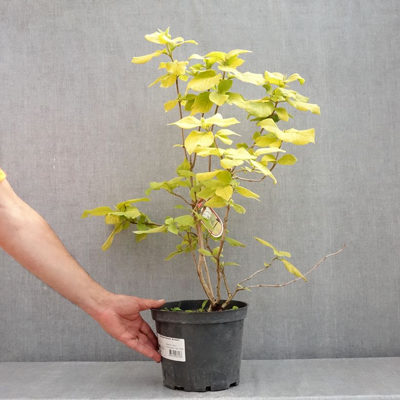 Example of Wolliger Schneeball Aureum - Viburnum lantana Topf mit 4L/5L as you get in printemps