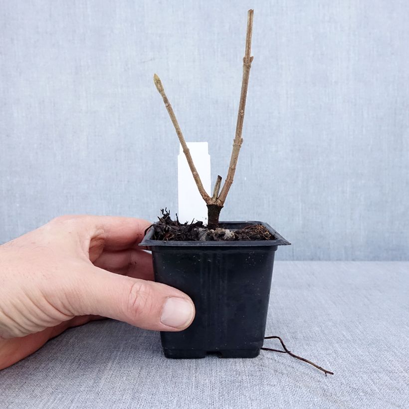 Example of Wolliger Schneeball - Viburnum lantana Kleine Töpfe von 8/9 cm as you get in hiver