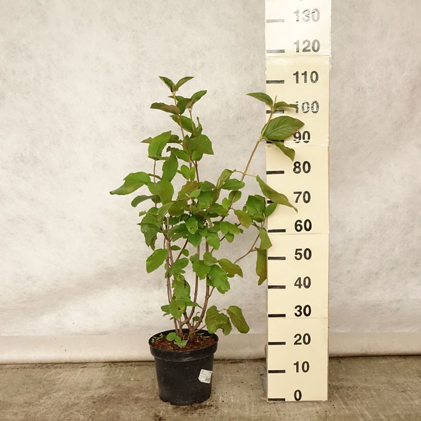 Exemplar von Wolliger Schneeball - Viburnum lantana Topf mit 4L/5L wie im Sommer geliefert