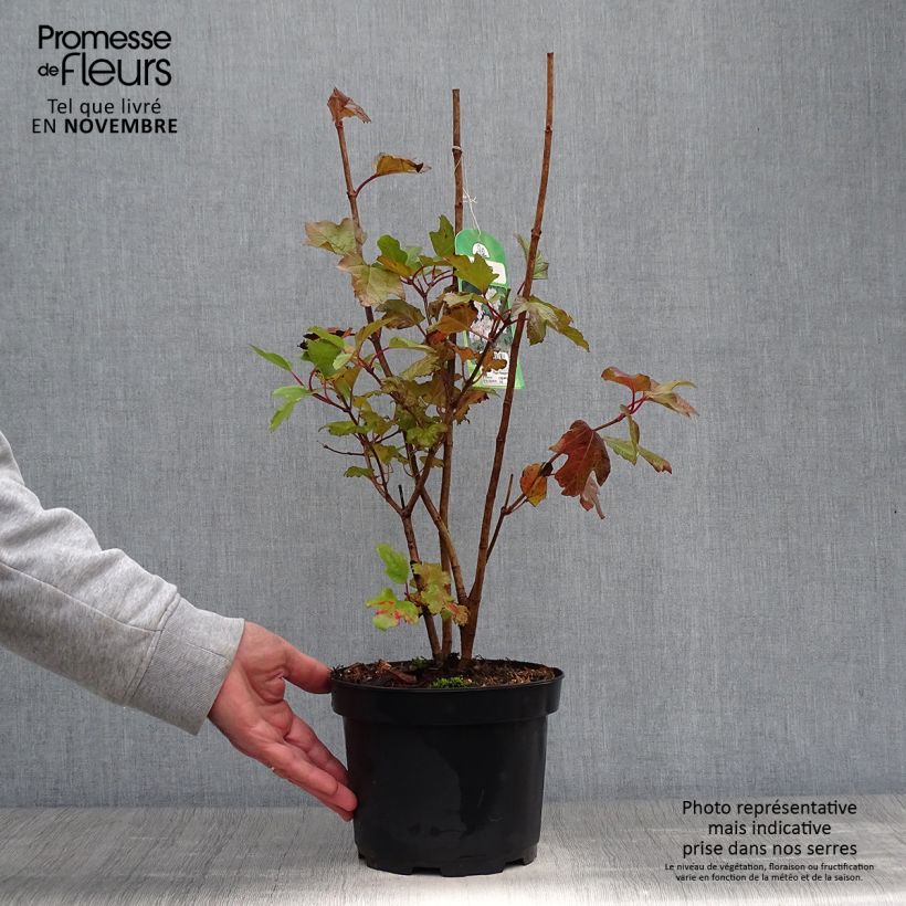 Exemplar von Gewöhnlicher Schneeball - Viburnum opulus Topf mit 2L/3L wie im Herbst geliefert
