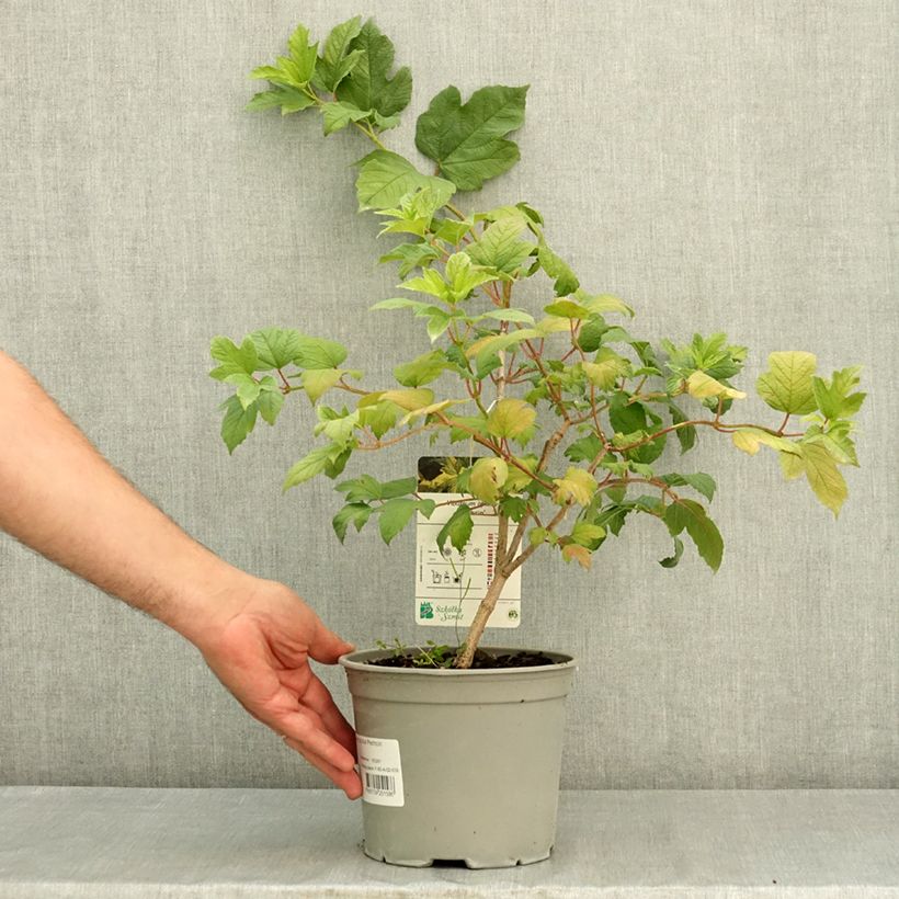 Exemplar von Gewöhnlicher Schneeball Pechcin - Viburnum opulus Topf mit 3L/4L wie im Sommer geliefert