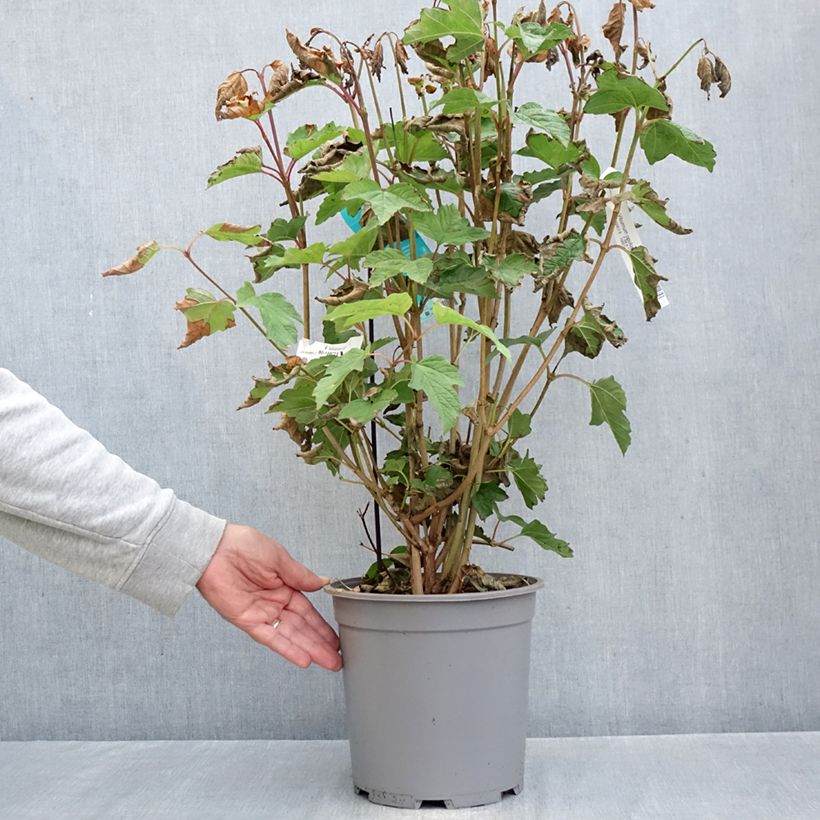 Exemplar von Gewöhnlicher Schneeball - Viburnum opulus Topf mit 7,5L/10L wie im Herbst geliefert