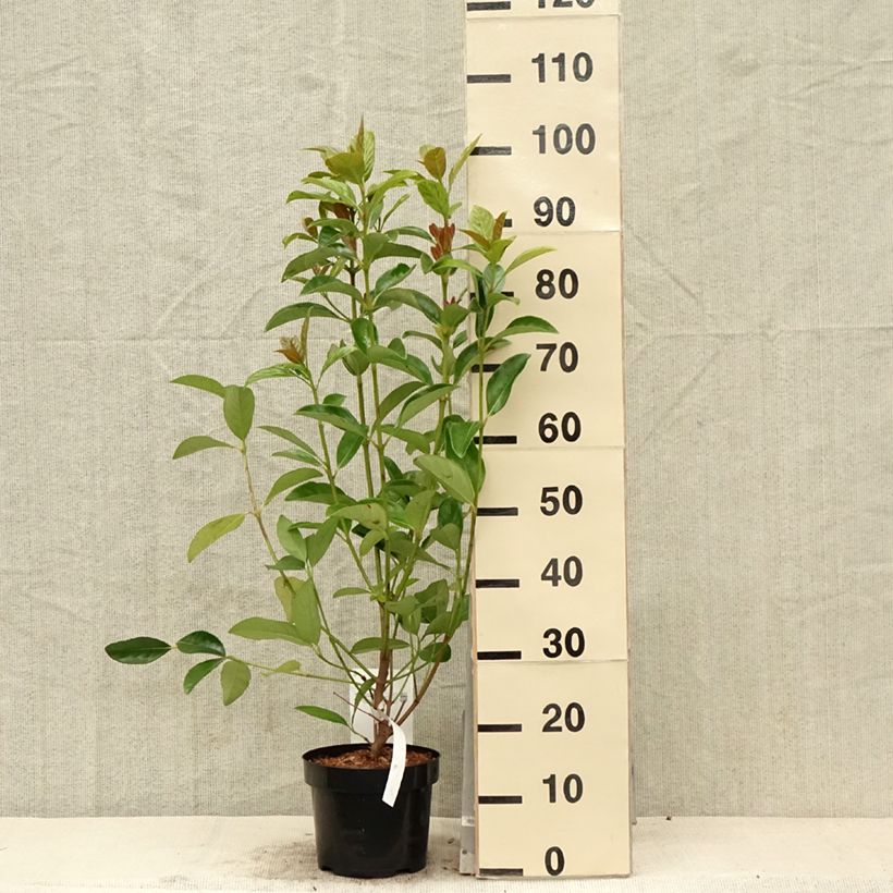 Exemplar von Duftender Schneeball - Viburnum odoratissimum Topf mit 2L/3L wie im Frühjahr geliefert