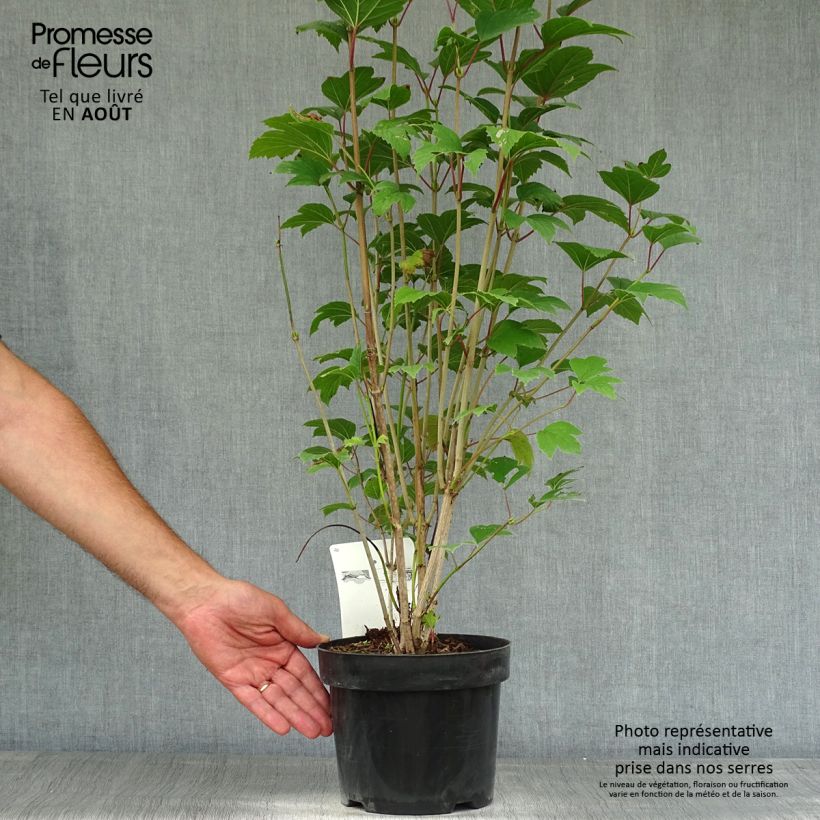 Exemplar von Amerikanischer Schneeball Bailey Compact - Viburnum trilobum Topf mit 3L/4L wie im Sommer geliefert