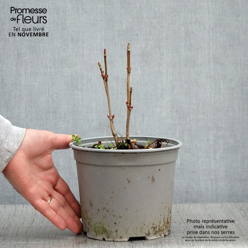 Exemplar von Viorne trilobée - Viburnum trilobum Spring Red Compact Pot de 3L/4L wie im Herbst geliefert