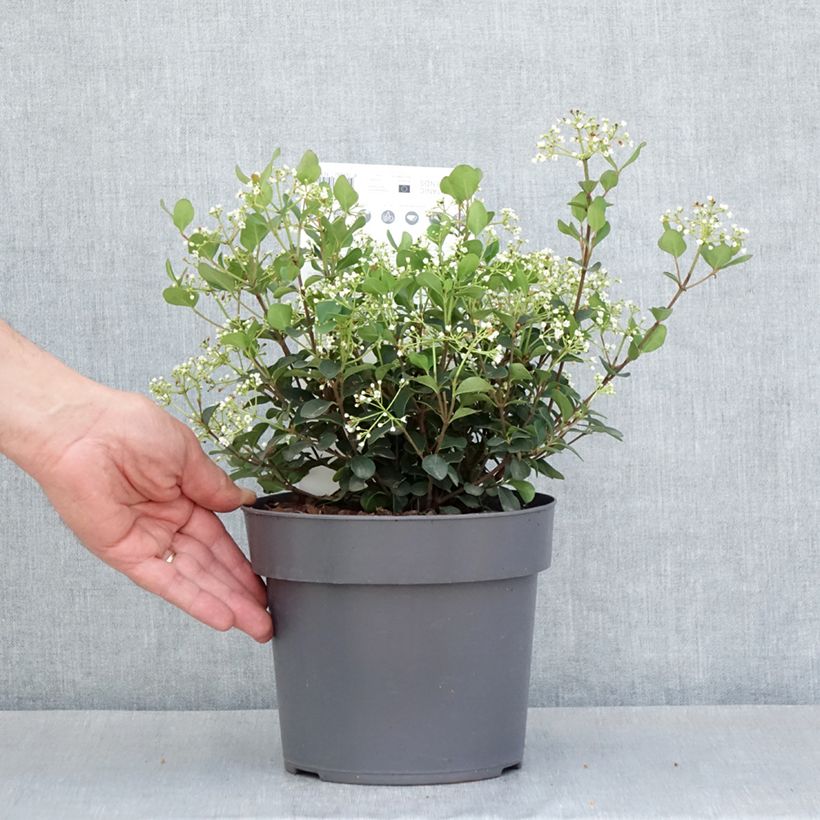 Exemplar von Lorbeerblättriger Schneeball Fairy Stars - Viburnum tinus Topf mit 3L/4L wie im Frühjahr geliefert