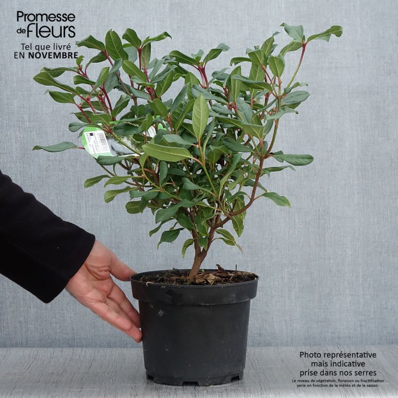 Exemplar von Immergrüner Kissen-Schneeball Jermyns Globe - Viburnum davidii Topf mit 3L/4L wie im Herbst geliefert