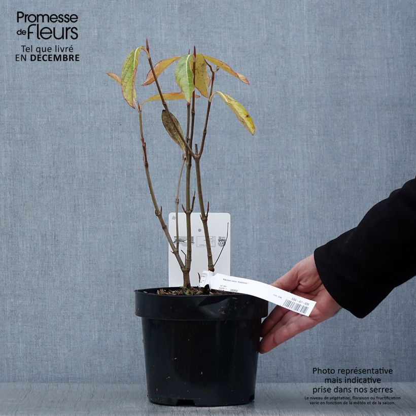 Exemplar von Schneeball Brandywine - Viburnum nudum Topf mit 2L/3L wie im Herbst geliefert