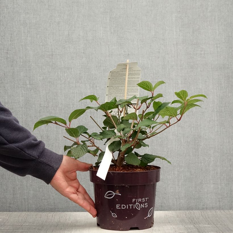 Exemplar von Japanischer Schneeball Opening Day - Viburnum plicatum Topf mit 1,5L/2L wie im Sommer geliefert