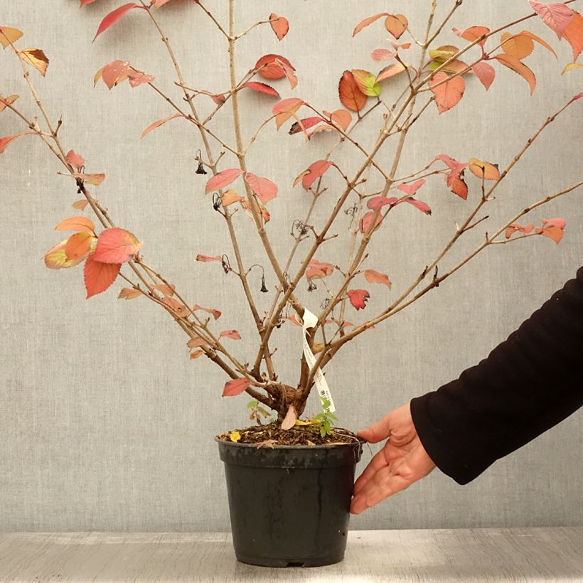 Exemplar von Japanischer Schneeball Opening Day - Viburnum plicatum Topf mit 3L/4L wie im Herbst geliefert
