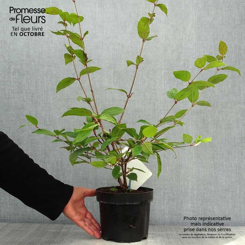 Exemplar von Japanischer Schneeball Pink Beauty - Viburnum plicatum Topf mit 2L/3L wie im Herbst geliefert