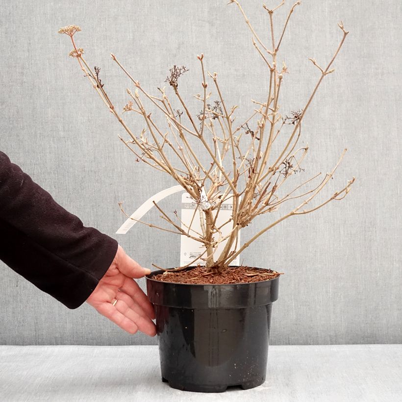 Exemplar von Japanischer Schneeball Pinkawai - Viburnum plicatum Topf mit 3L/4L wie im Winter geliefert