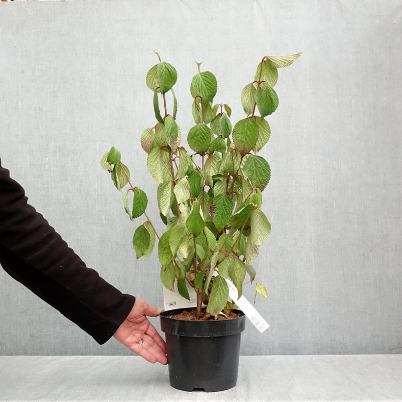 Exemplar von Japanischer Schneeball Popcorn - Viburnum plicatum Topf mit 3L/4L wie im Herbst geliefert