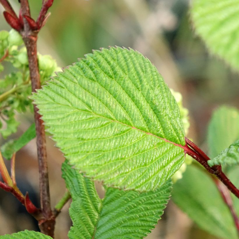 Japanischer Schneeball Rotundifolium - Viburnum plicatum f. tomentosum (Laub)