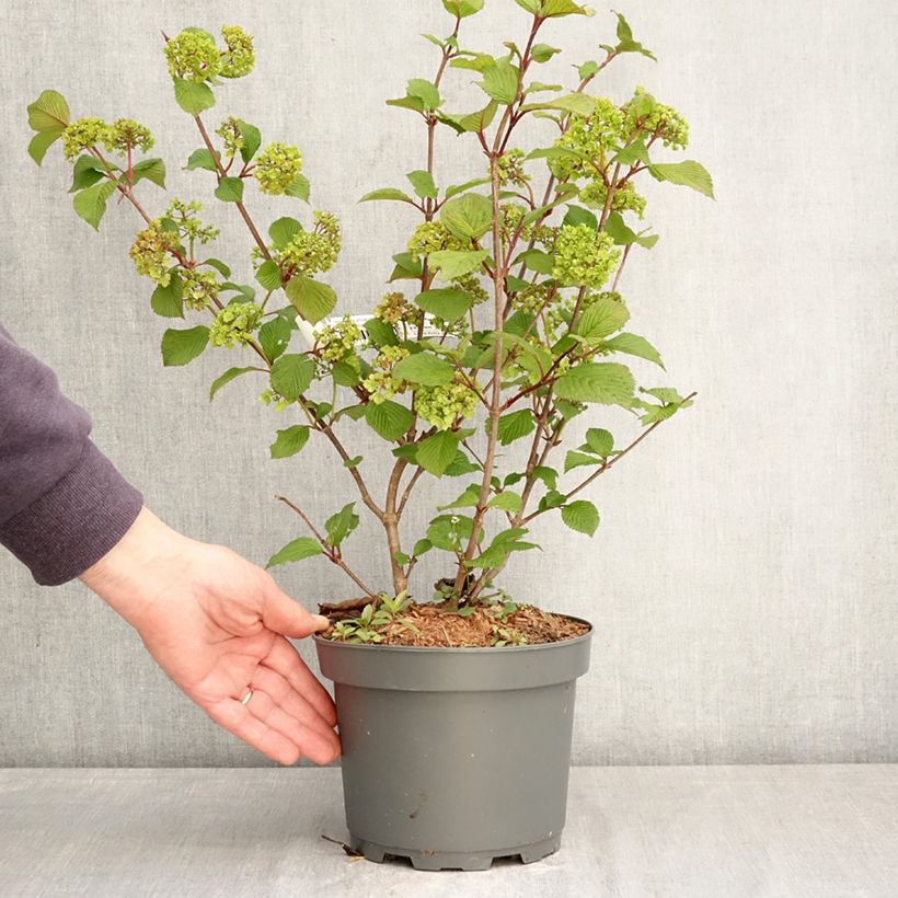 Exemplar von Japanischer Schneeball Rotundifolium - Viburnum plicatum f. tomentosum Topf mit 3L/4L wie im Frühjahr geliefert