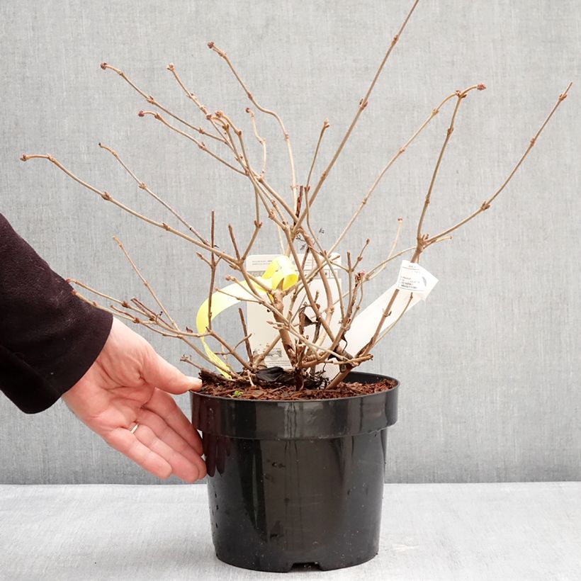 Exemplar von Japanischer Schneeball Shirogami - Viburnum plicatum Topf mit 3L/4L wie im Winter geliefert
