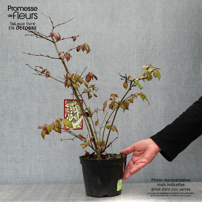 Exemplar von Japanischer Schneeball Summer Snow Flake - Viburnum plicatum Topf mit 2L/3L wie im Herbst geliefert