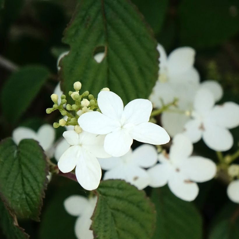 Japanischer Schneeball Summer Snow Flake - Viburnum plicatum (Blüte)