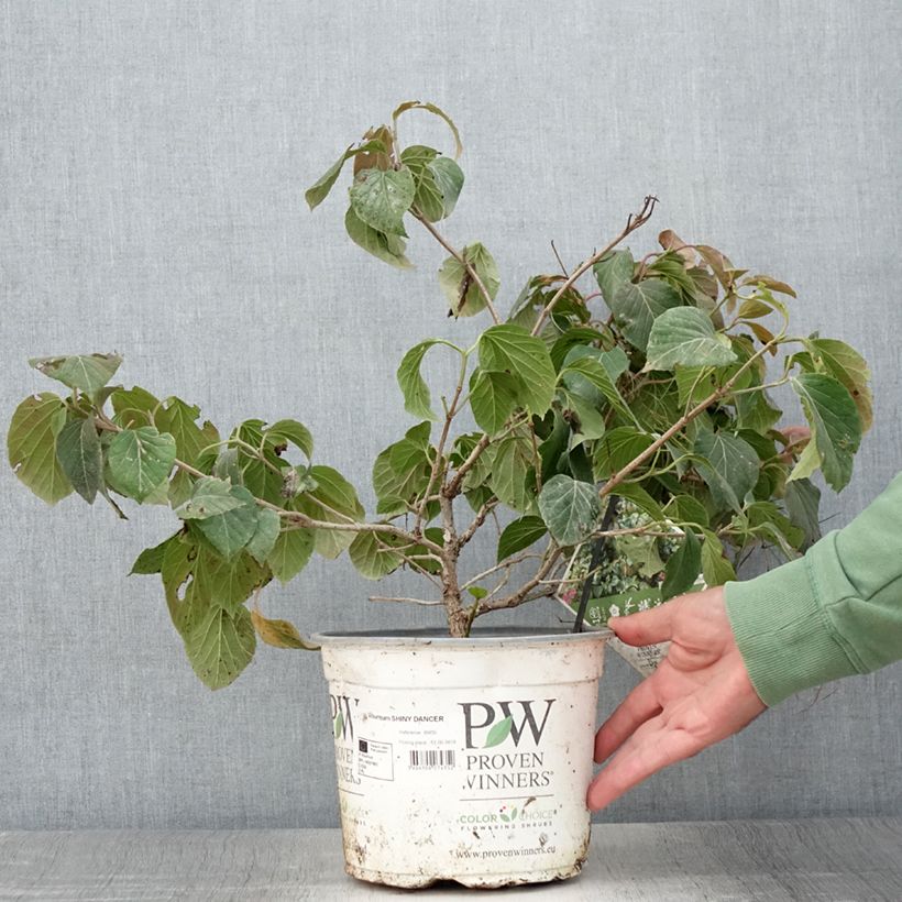 Exemplar von Schneeball Shiny Dancer - Viburnum Topf mit 3L/4L wie im Sommer geliefert