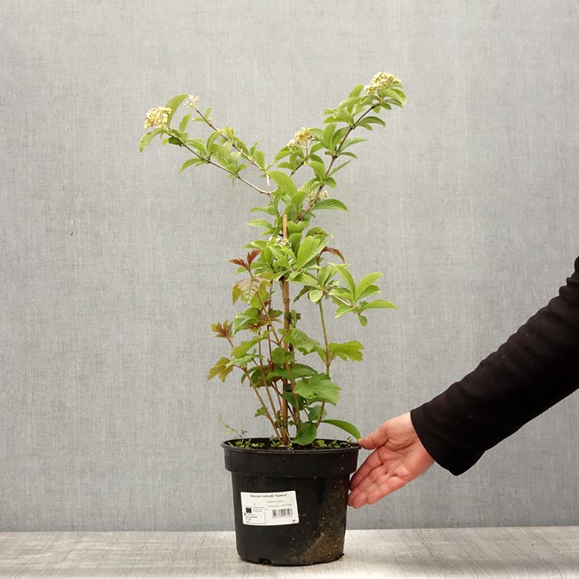 Exemplar von Siebolds Viburnum Seneca - Viburnum sieboldii Topf mit 4L/5L wie im Frühjahr geliefert