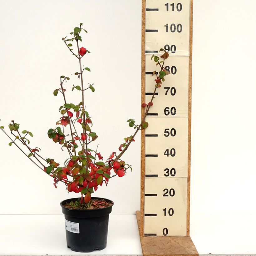 Exemplar von Großblumiger Duftschneeball - Viburnum carlcephalum Topf mit 7,5L/10L wie im Herbst geliefert