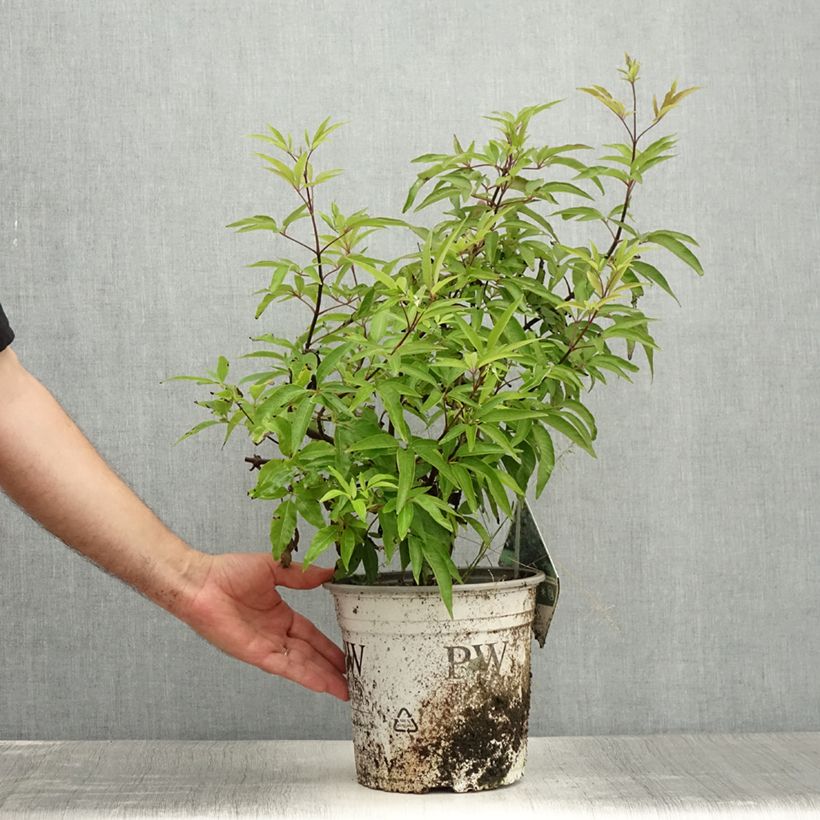 Exemplar von Vitex agnus-castus Blue Didley - Keuschbaum Topf mit 3L/4L wie im Sommer geliefert