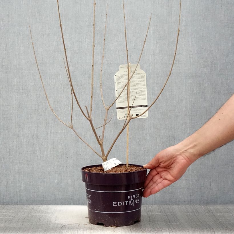 Example of Vitex agnus-castus Galactic Pink - Keuschbaum Topf mit 3L/4L as you get in printemps