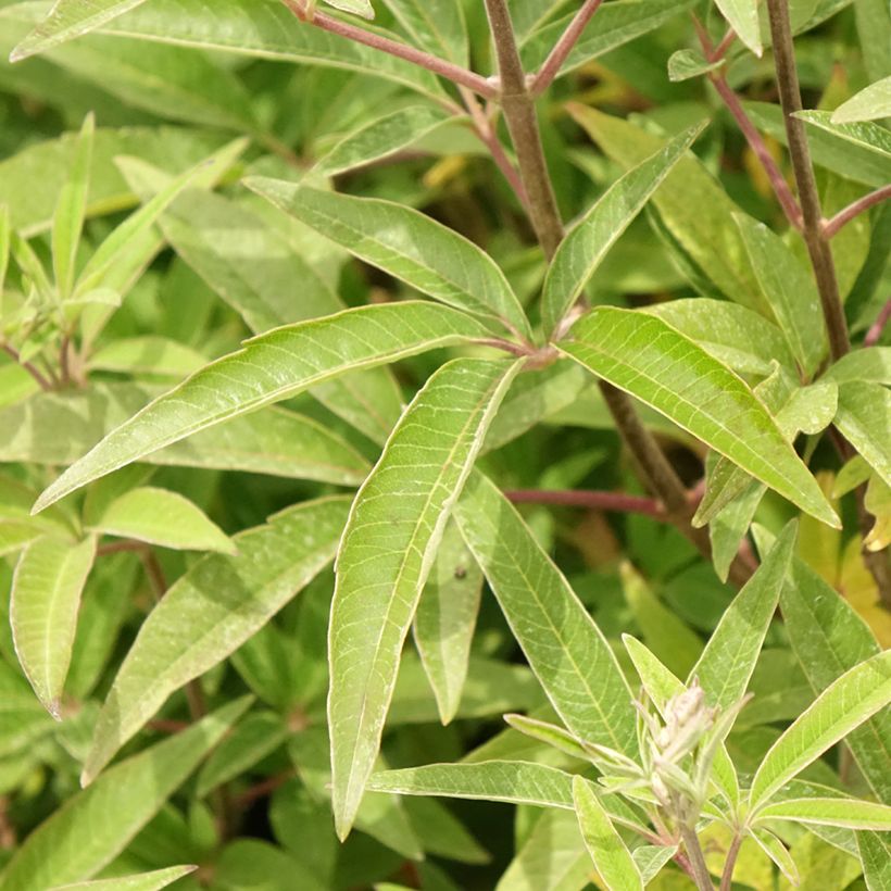 Vitex agnus-castus Galactic Pink - Keuschbaum (Foliage)