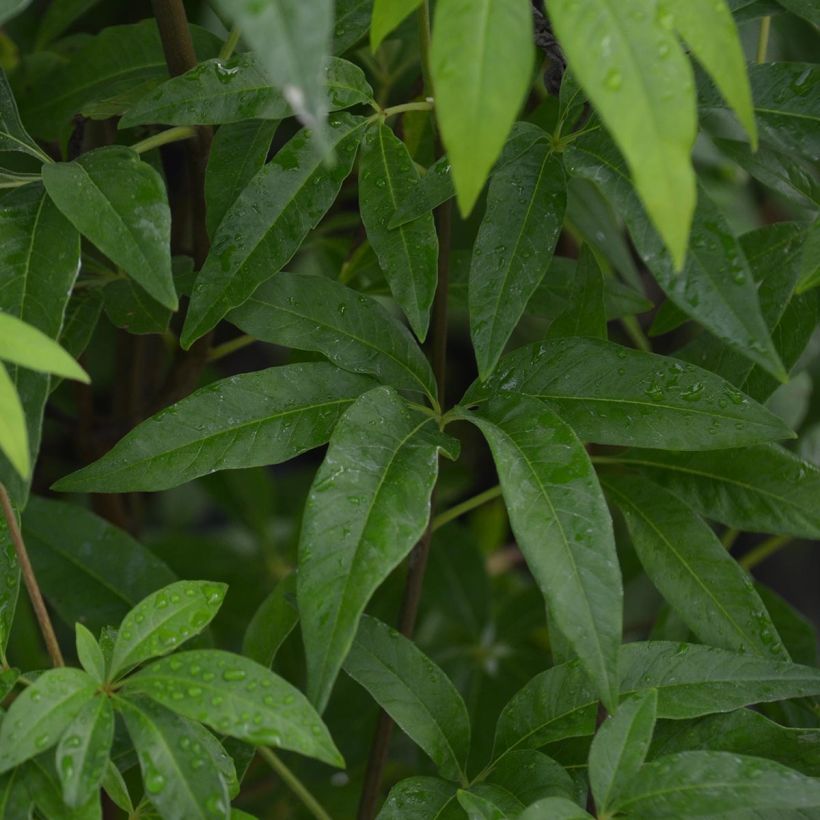 Vitex agnus-castus Latifolia - Keuschbaum (Laub)