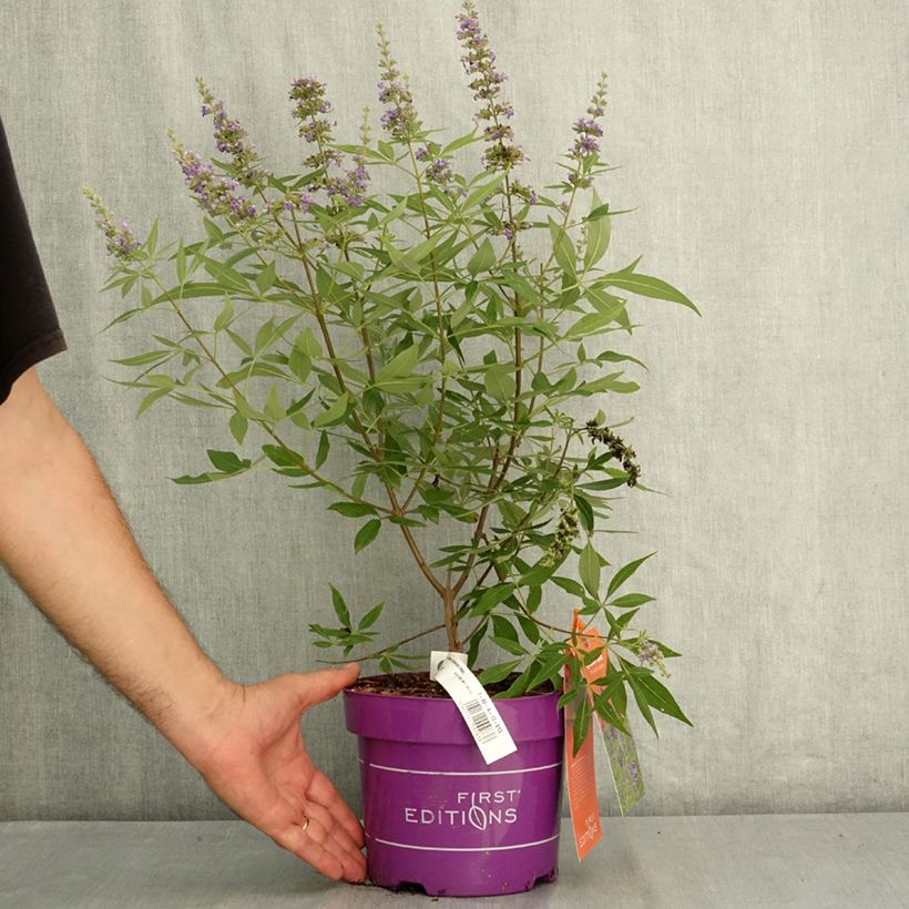 Exemplar von Vitex agnus-castus Queen Bee - Keuschbaum Topf mit 3L/4L wie im Sommer geliefert