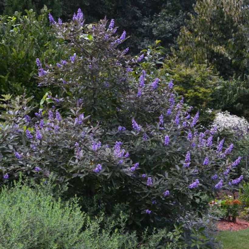 Vitex agnus-castus Flip Side - Keuschbaum (Plant habit)