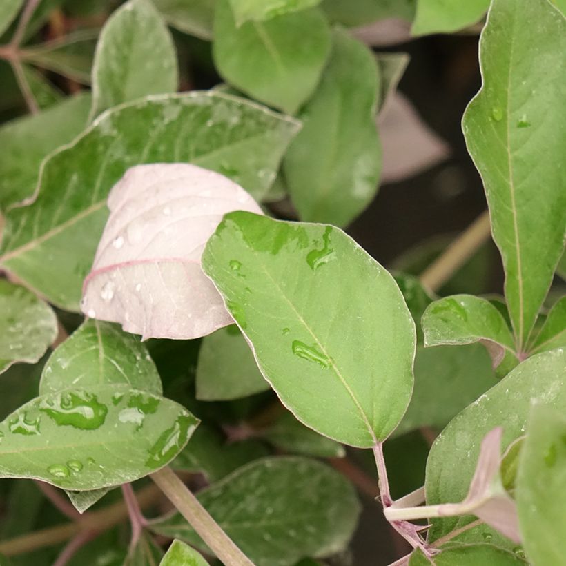 Vitex trifolia Purpurea (Laub)