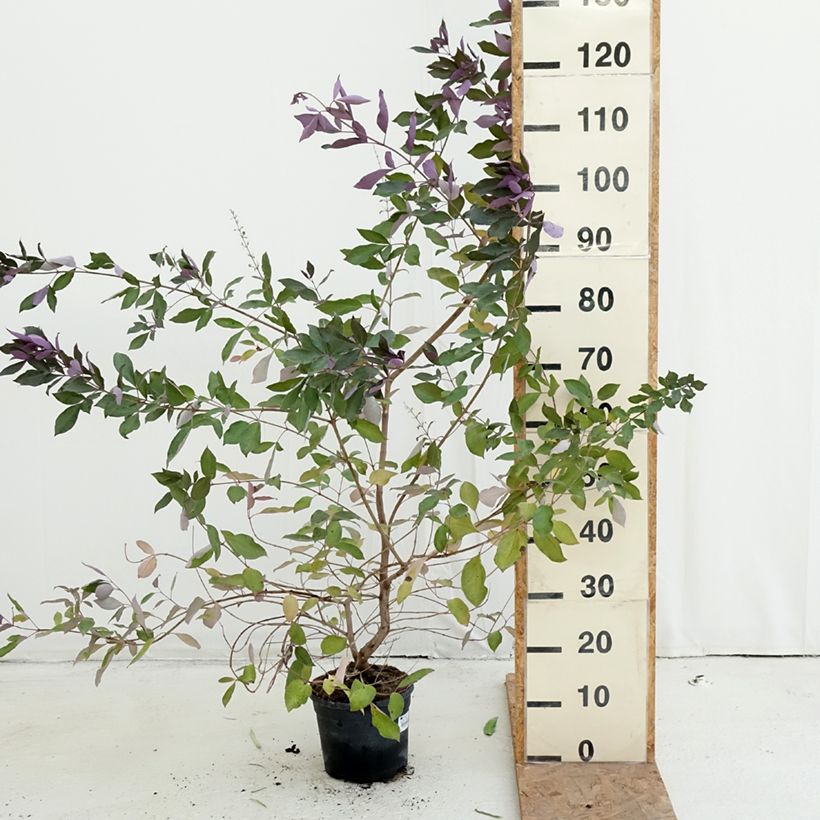 Exemplar von Vitex trifolia Purpurea Topf mit 3L/4L wie im Herbst geliefert