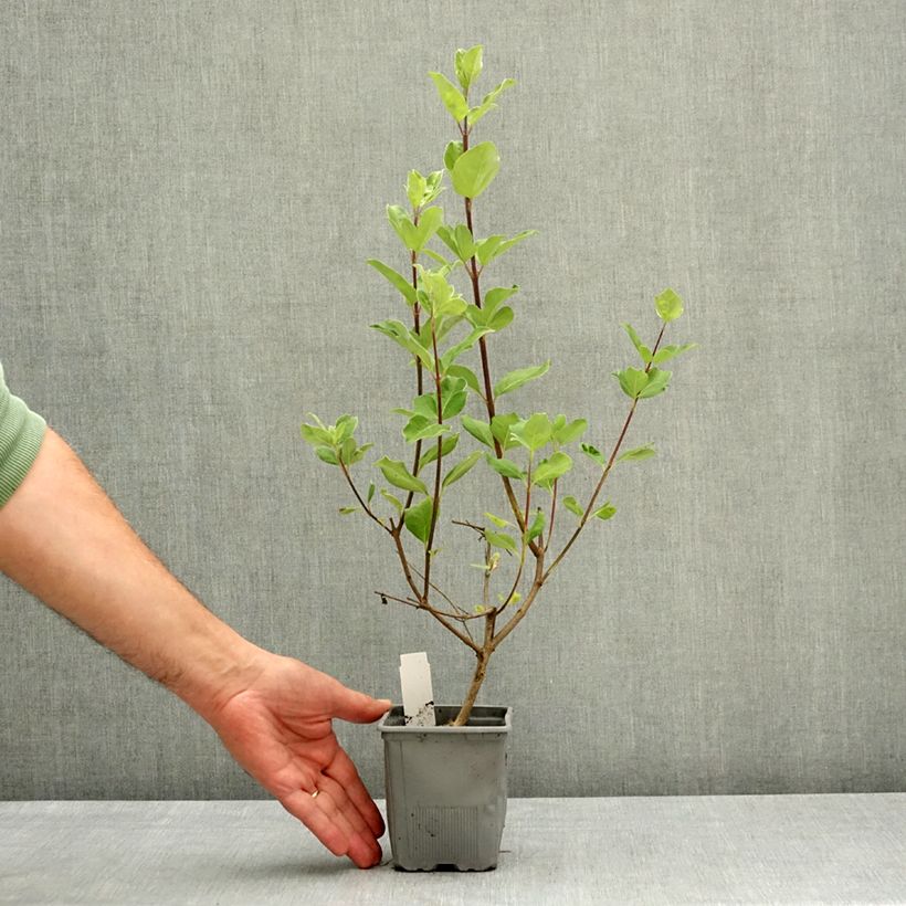 Exemplar von Vitex agnus-castus Chicagoland Blues - Keuschbaum Topf 12 cm / 13 cm wie im Frühjahr geliefert