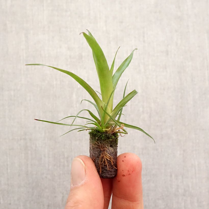 Example of Vriesea Madonna - Flammendes schwert Mini-Plug Ø 3/4 cm as you get in printemps