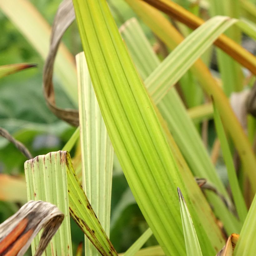 Wachendorfia thyrsiflora - Wachendorfia (Laub)