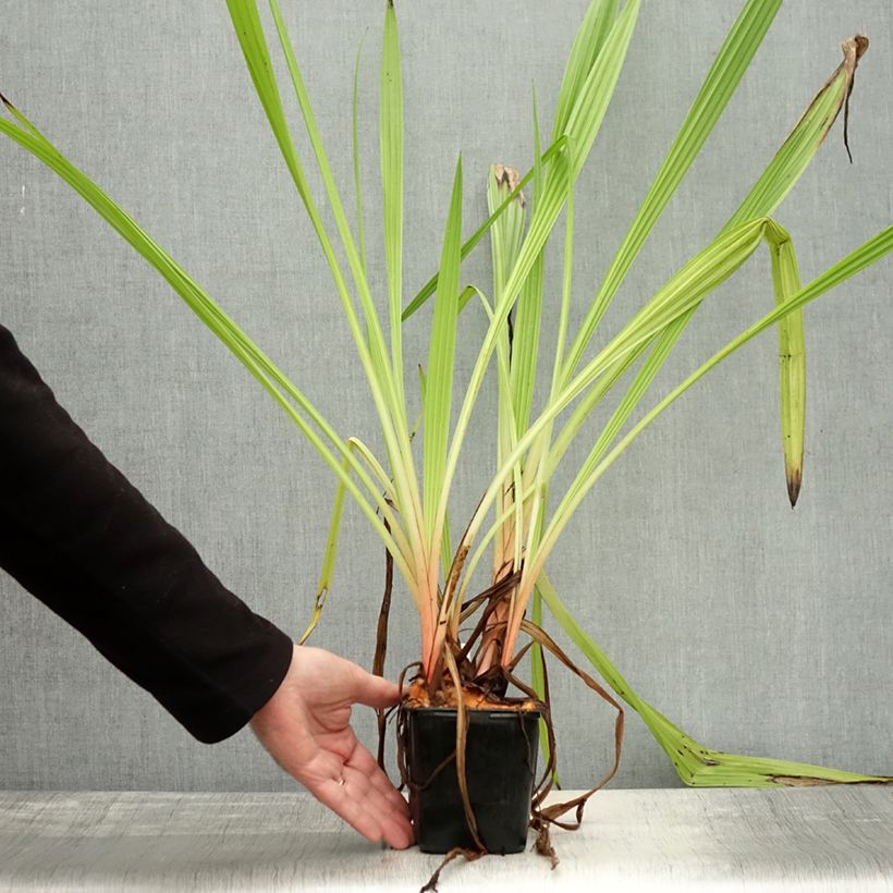 Exemplar von Wachendorfia thyrsiflora - Wachendorfie à thyrses Pot de 10 cm/11cm wie im Herbst geliefert