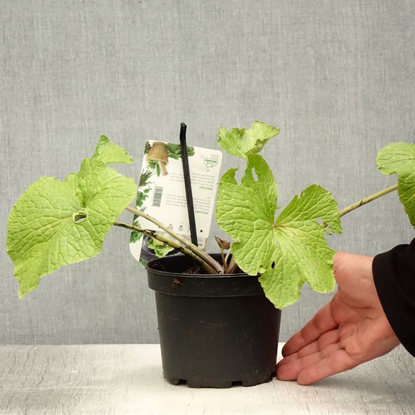 Exemplar von Wasabi - Eutrema japonica Topf mit 1,5L/2L wie im Sommer geliefert