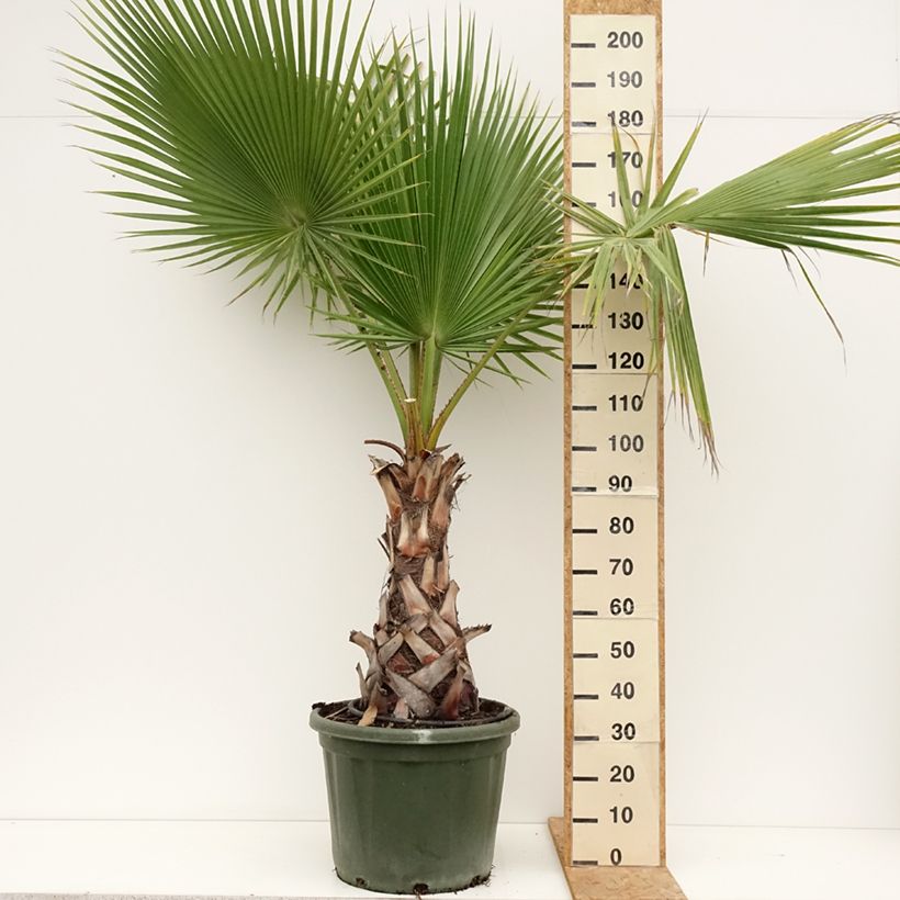 Example of Washingtonia robusta - Fächerpalme Topf mit 50L/55L as you get in ete