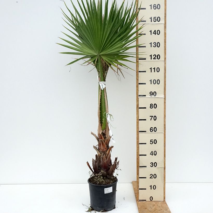Exemplar von Washingtonia robusta - Fächerpalme Topf mit 7,5L/10L wie im Frühjahr geliefert