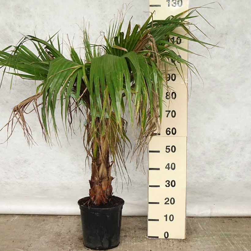 Example of Washingtonia robusta - Fächerpalme Topf mit 7,5L/10L as you get in printemps