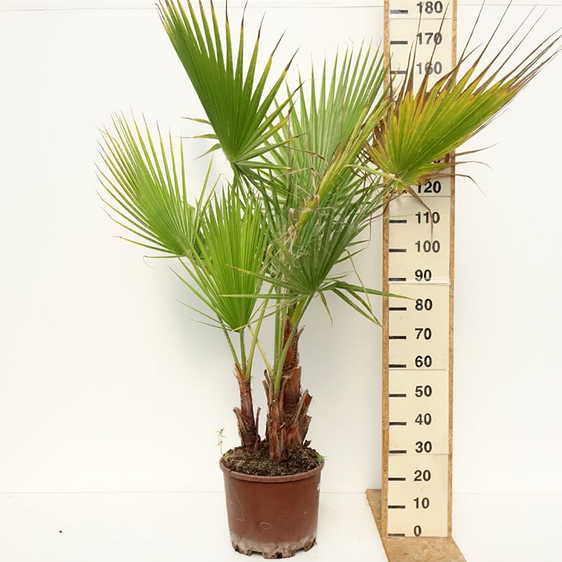Example of Washingtonia robusta - Fächerpalme Topf mit 20L/25L as you get in ete