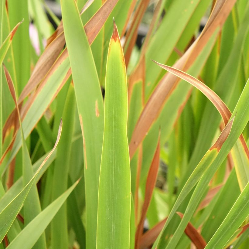Watsonia borbonica - Watsonie (Laub)