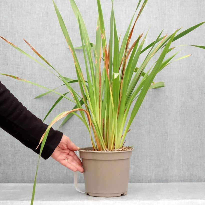 Exemplar von Watsonia gigantea - Watsonie Topf mit 4L/5L Kaliber/Größe 10+ wie im Frühjahr geliefert