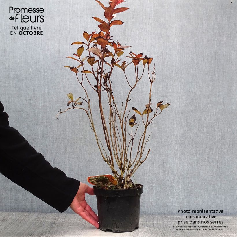 Exemplar von Weigela Black and White Topf mit 3L/4L wie im Herbst geliefert